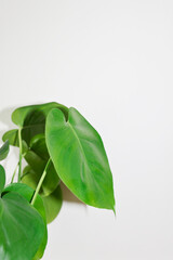 Obraz premium 緑と白い壁