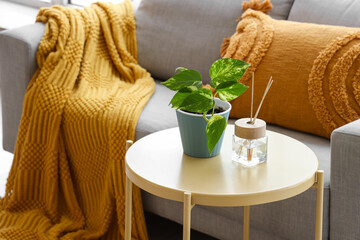 Reed diffuser and houseplant on coffee table in interior of living room, closeup