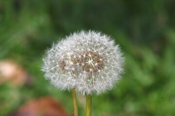 dandelion on green background. Two Dandelions. Dandelions with selective focus.