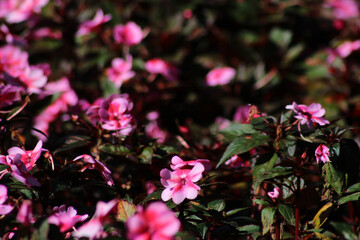 Pink Flowers with Selective Focus. Vibrant Pink Blooms. Blurred Floral Beauty.