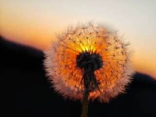 dandelion on a black background
