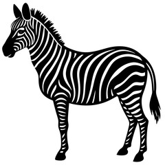 Fototapeta premium zebra 