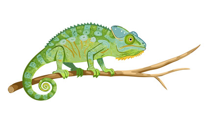 Fototapeta premium chameleon 