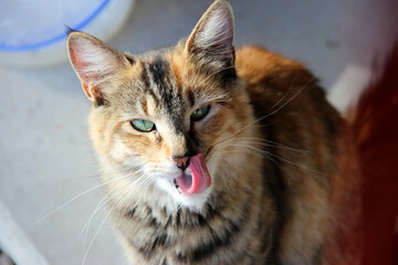 cat with tongue out