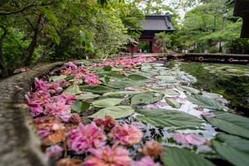 鎌倉2505　妙本寺52　花筏