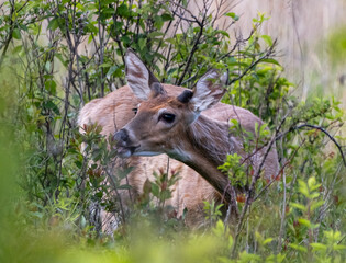 White-tailed Deer Doe Eating From A Bush In A Tall Grassy Field