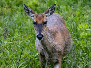 Close Up Of a Curious White-Tailed Deer Fawn Walking In Tall Grass In A Green Field