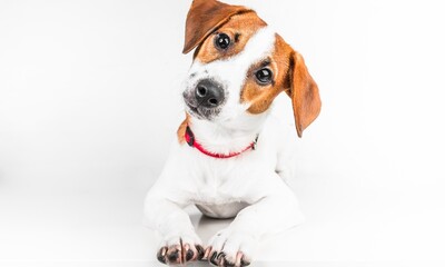 jack russell terrier puppy