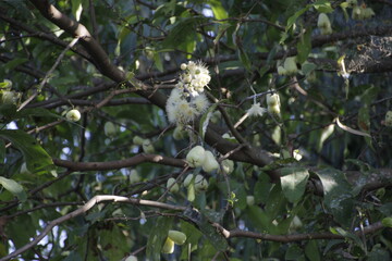 Young Water Guava, or Syzygium aqueum, is green on the tree. The Indonesian water guava plant has a characteristic sweet, sour, and fresh flavor.