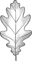 detailed black and white of a single oak leaf.