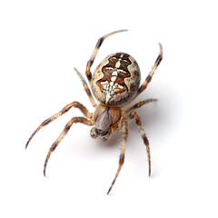 spider isolated on white background