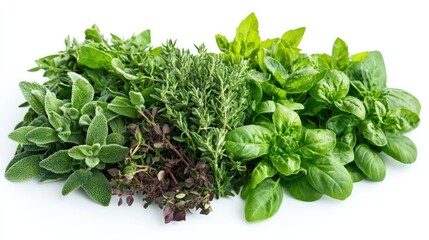 Fototapeta premium Fresh herbs studio shot, oregano, thyme, rosemary, basil, white background, culinary use