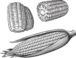 Three corn cobs display a detailed textured .