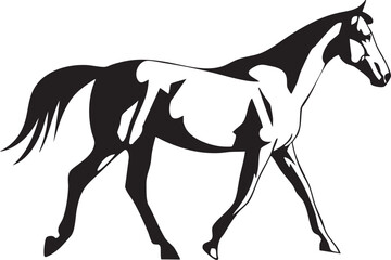 black and white horse walks gracefully through a field.