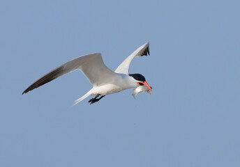 Caspian Tern (Hydroprogne caspia) flying with a caught fish, Galveston, Texas, USA.