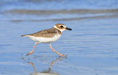 Wilson's Plover (Anarhynchus wilsonia) running along the ocean coast, Galveston, Texas, USA.