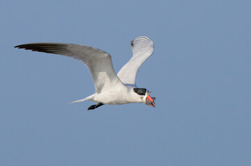 Obraz premium Caspian Tern (Hydroprogne caspia) flying with a caught fish, Galveston, Texas, USA.