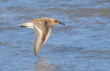 Sanderling (Calidris alba) in breeding plumage flying over ocean migrating from the overwintering place in coastal Texas, Galveston, Texas, USA