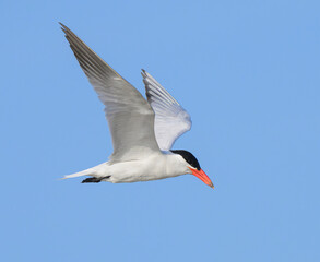 Obraz premium Caspian Tern (Hydroprogne caspia) flying in blue sky, Galveston, Texas, USA.