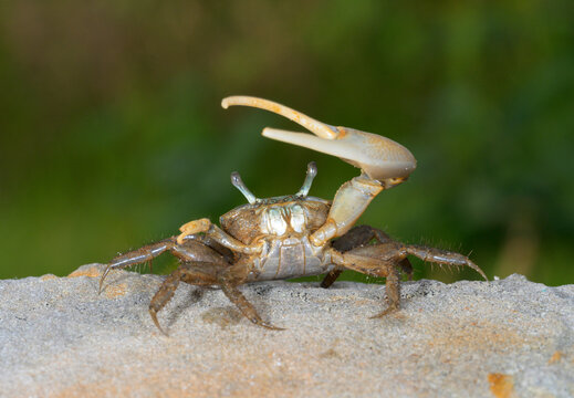 Brackish-water Fiddler Crab (Uca minax) male displaying in defensive posture, Galveston, Texas, USA.