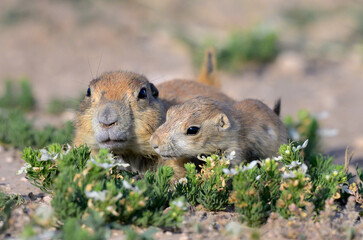 Juvenile black-tailed prairie dog (Cynomys ludovicianus) resting with mother, Lubbock, Texas, USA.