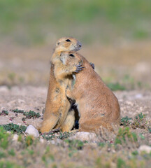 black-tailed prairie dogs (Cynomys ludovicianus) family grooming, Lubbock, Texas, USA.