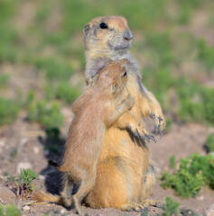 Female black-tailed prairie dog (Cynomys ludovicianus) with a pup, Lubbock, Texas, USA.