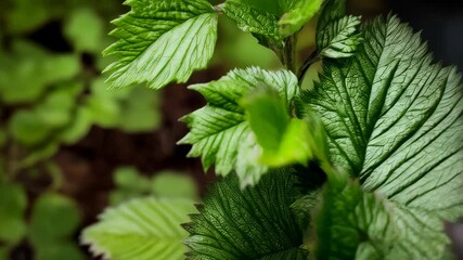 Close-up shot of green plants growing in soil showing leaves and stems, a natural scene, with blurry background.