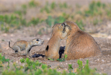 Juvenile black-tailed prairie dog (Cynomys ludovicianus) playing with mother, Lubbock, Texas, USA.