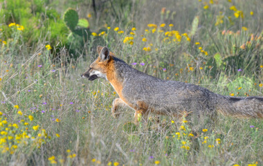 Gray fox (Urocyon cinereoargenteus) in blooming prairie, Lubbock, Texas, USA.