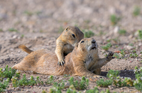 black-tailed prairie dogs (Cynomys ludovicianus) family grooming, Lubbock, Texas, USA.