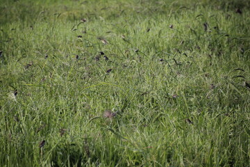 A group of Batik Pipit or Batik Emprit is a seed-eating sparrow or Estrildinae that spreads in the tropics. This bird is commonly found in rice fields in Indonesia.