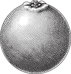 detailed black and white of a spherical citrus fruit.