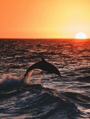 Obraz premium Silhouette of a dolphin leaping at sunset over water