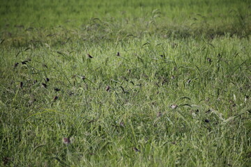 A group of Batik Pipit or Batik Emprit is a seed-eating sparrow or Estrildinae that spreads in the tropics. This bird is commonly found in rice fields in Indonesia.