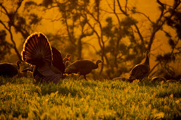 Wild turkeys silhouetted in a field at sunrise with distant trees
