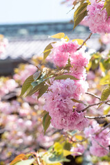 鎌倉2504　妙本寺118　八重桜