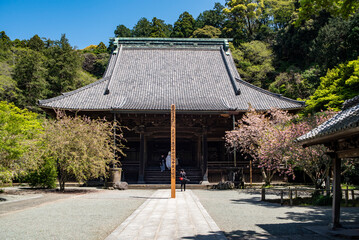 鎌倉2504　妙本寺113　八重桜