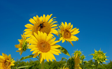 満開のひまわり畑