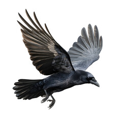Fototapeta premium crow on white background