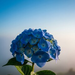 Hydrangea jinsai Close-Up