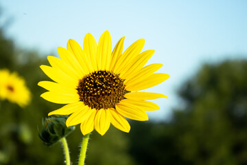 yellow sunflower against blue sky