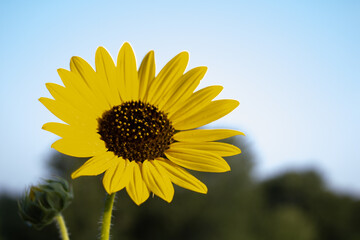 sunflower against blue sky