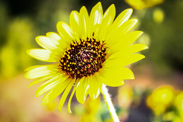yellow flower on a green background