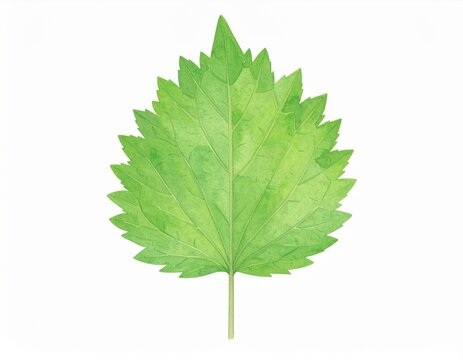 「赤紫蘇」の写真素材 | 22,142件の無料イラスト画像 | Adobe Stock