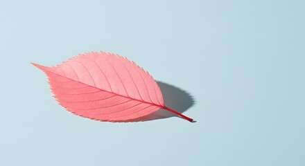 One fresh pink leaf isolated on background. Minimal still life concept.