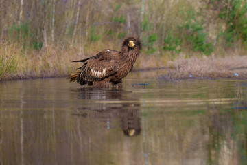 Steller's Sea-Eagle, Haliaeetus pelagicus, also known as Pacific sea eagle portrait. An immense eagle with large head and massive orange bill to match. 