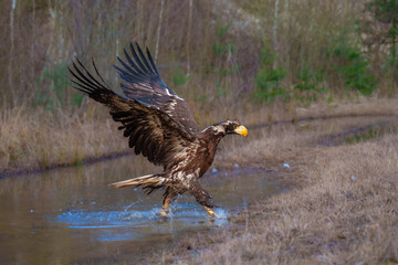 Steller's Sea-Eagle, Haliaeetus pelagicus, also known as Pacific sea eagle portrait. An immense eagle with large head and massive orange bill to match. 