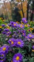 Fototapeta premium close up of purple asters with yellow centers in a garden setting