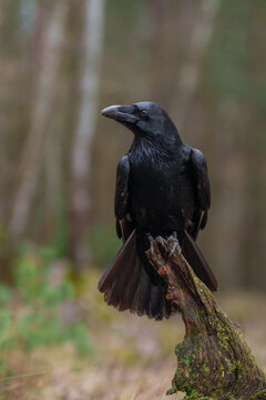 Portrait of Common Raven, Corvus corax. Often solitary or in pairs, but can gather in small groups. Typical call is a loud, guttural croak, but makes an astonishing variety of other strange noises. 
